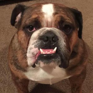 Meet your Posher, Richard